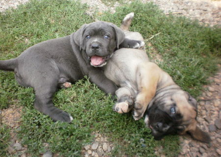 vand cane corso