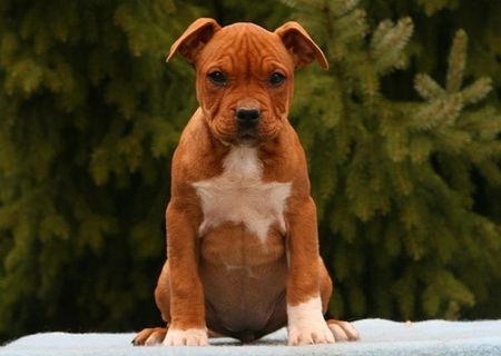 vand catei amstaff