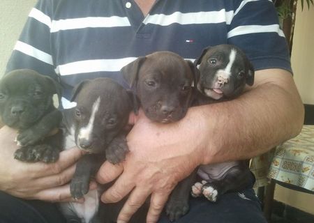 vand catei Amstaff cu Pitbull