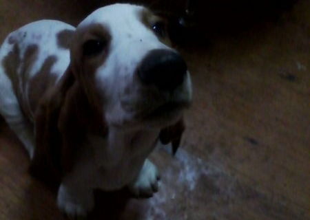 Vand catei Basset Hound