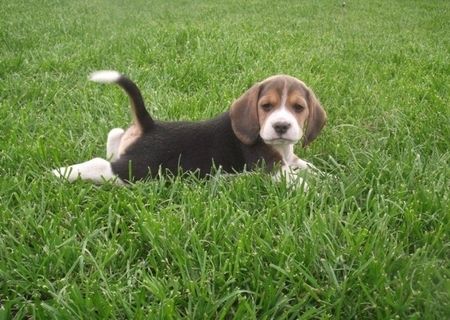 vand catei beagle