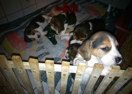 Vand catei Beagle Superbi