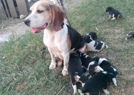 Vand catei Beagle tricolor !