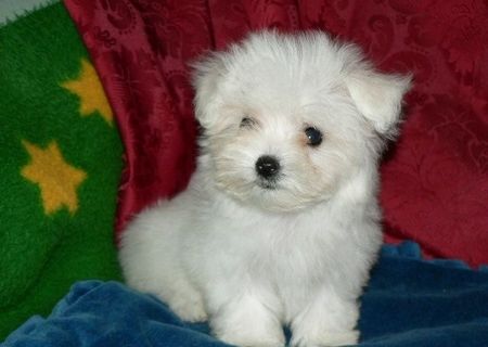 vand catei bichon maltese