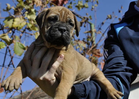 Vand catei Bullmastiff