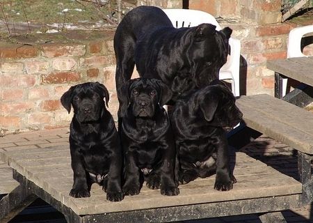 vand catei cane corso