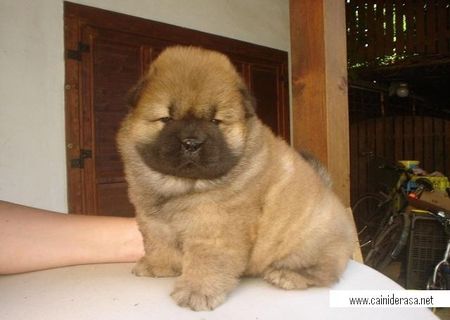 vand catei chow chow