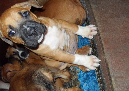 Vand catei de Amstaff cu Tossa