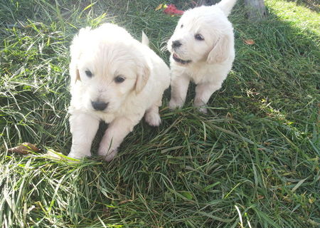 Vand catei Labrador Golden Retriver rasa pura