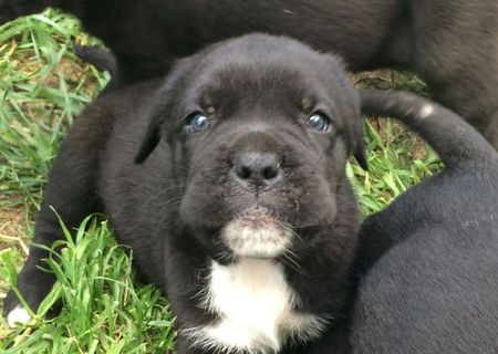 Vând cătei rasa pura cane Corso 2 saptamani