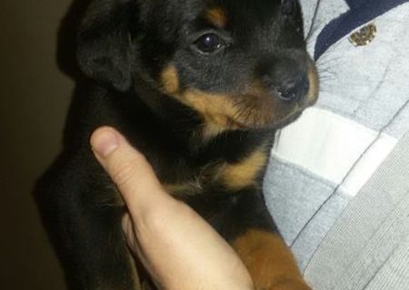 Vând căței rottweiler