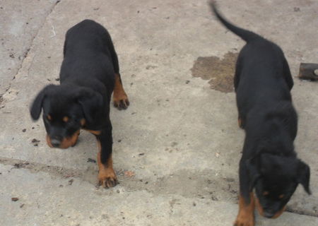 vand catei rottweiler