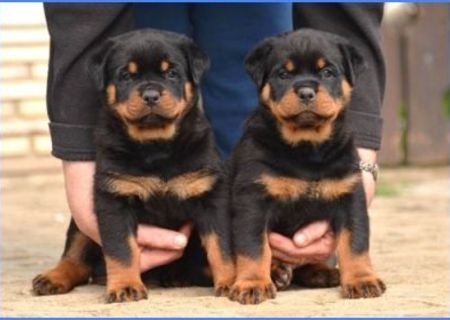 vand catei rottweiler