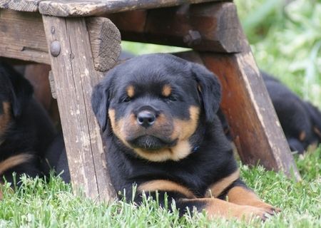 vand catei rottweiler cu pedigree