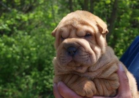 vand catei shar pei