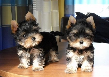 vand catei yorkshire terrier