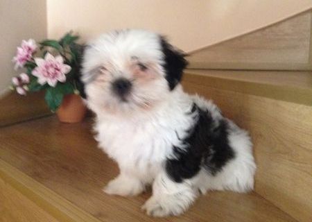 Vand catel shih tzu dragalas si lingusitor.