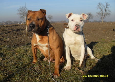 vand catelusa amstaff