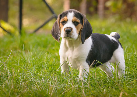 Vand catelusa beagle