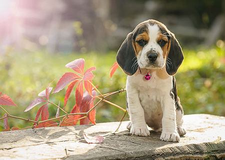 Vand catelusa beagle tricolora