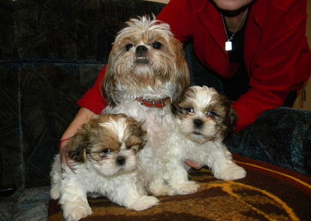 Vand catelusa shih-tzu