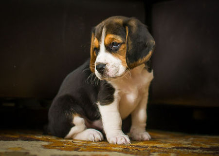 Vand cateluse beagle