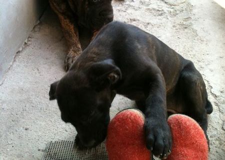 vand cateluse cane corso