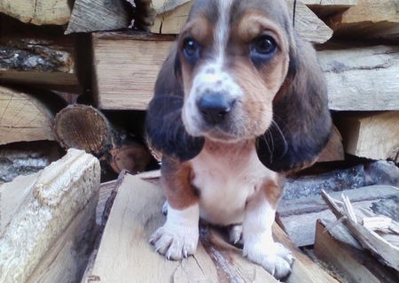 Vand catelusi basset Hound