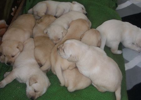 Vand catelusi Labrador Retriever