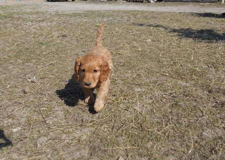 vand cocker spaniel,femela,2 luni !