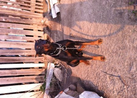 vand doberman "exlusiv pt paza"