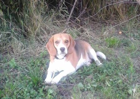 Vand Femela Beagle