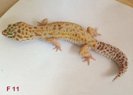 Vand femela de gecko leopard