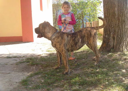 vand femela dogo canario