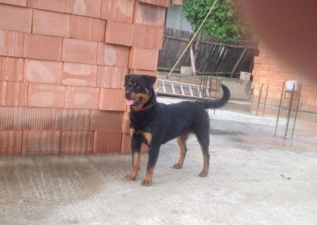 Vand femela rottweiler10 luni