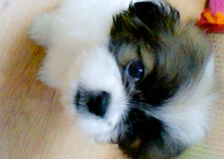 vand femela shih tzu 100 euro