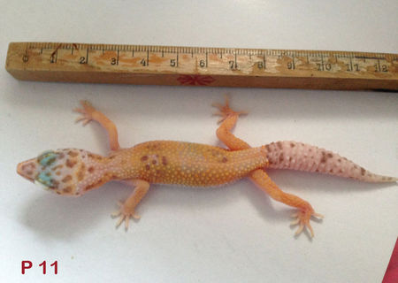 Vand Gecko leopard