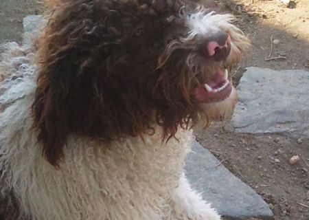 Vând Lagotto Romagnolo câine de Trufe !!