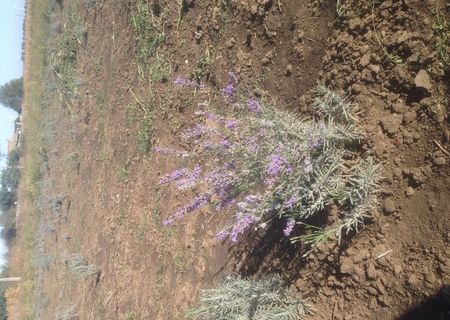 Vand Lavanda Angustifolia cu certificat