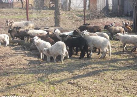 Vand miei si iezi crescuti ecologic