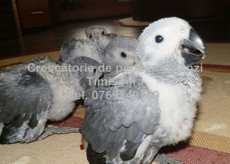 Vand papagali Jako - Congo African Grey, pui blanzi