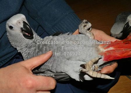 Vand papagali Jako - Congo African Grey, pui blanzi