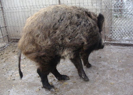 vand porci mistreti pereche