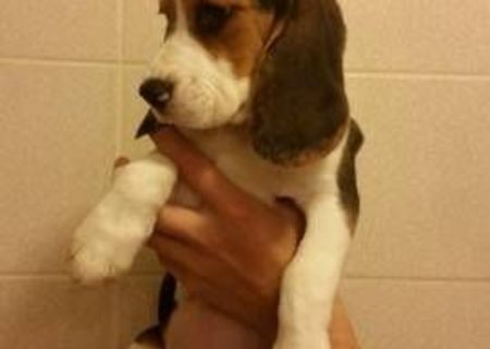 Vand pui Beagle tricolor (fetita), rasa pura, 2 luni. Este deparazitata intern si extern, vaccinata si are carnetel de sanatate. Este crescuta in apartament si obisnuita sa isi faca nevoile pe balcon