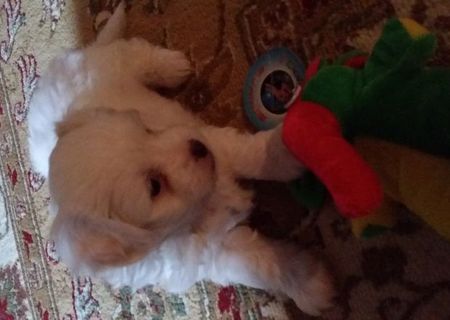 VAND PUI BICHON HAVANESE