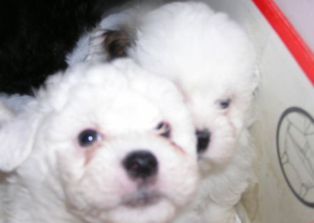 VAND PUI BICHON HAVANEZ