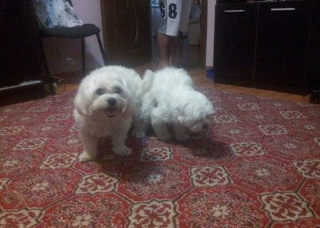 Vand pui bichon maltese toy