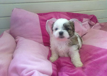 Vand pui Bichon Shih Tzu din parinti deosebiti,