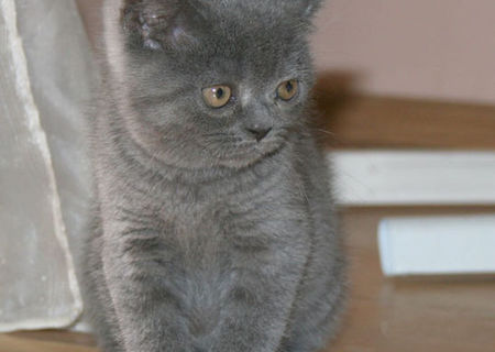 vand pui british shorthaire blue