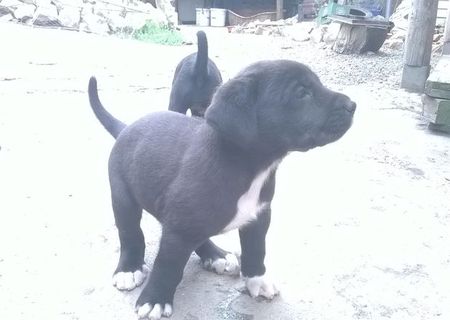 Vand pui Cane Corso